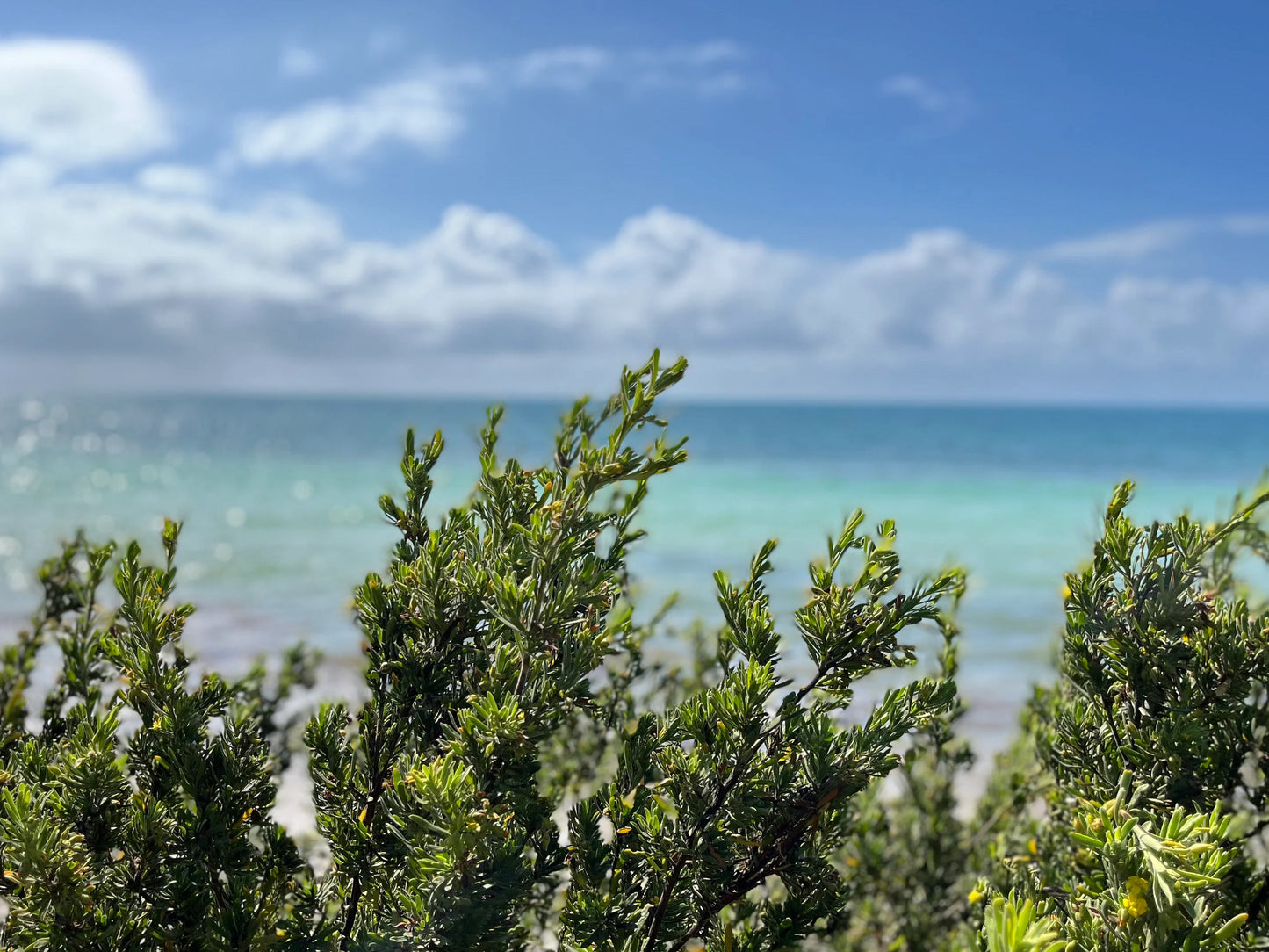 Shot of the water & shrubs from the shores of Bahia Honda park in the Florida Keys