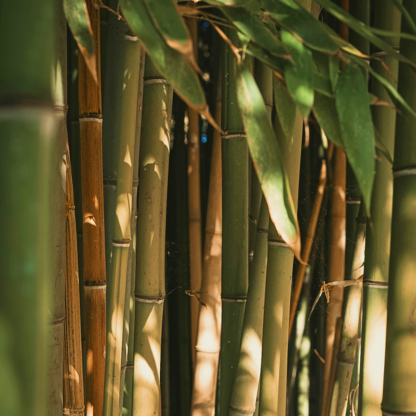 Bright green bamboo grows in the sun