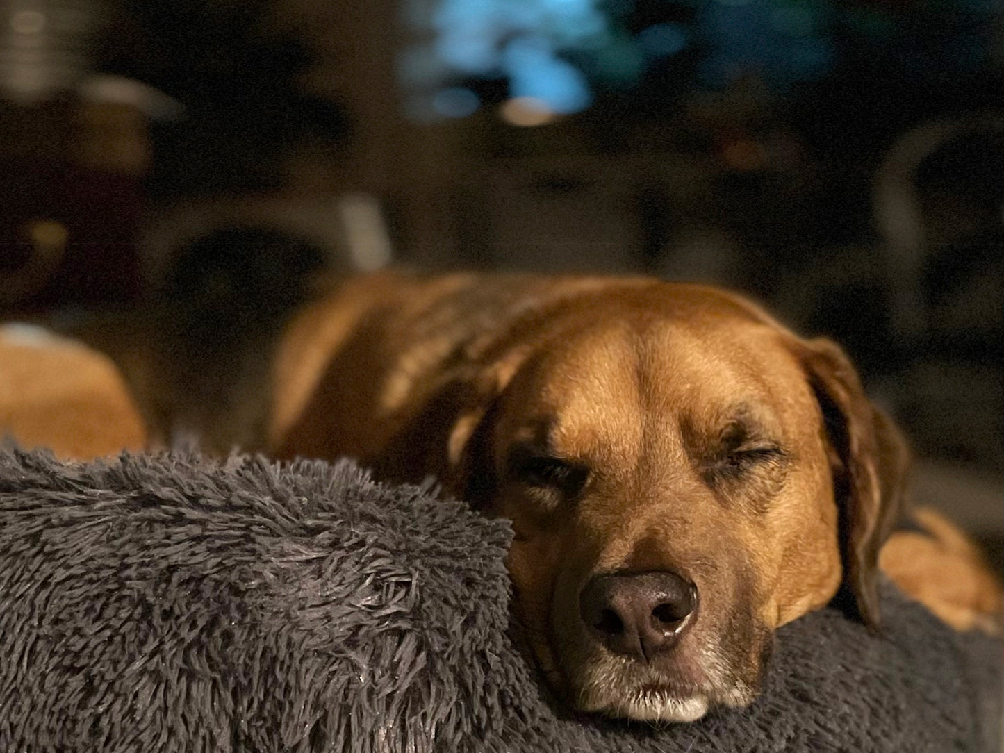 The official Olive+Comet mascot, Sonoma, sleeping in his favorite (and fluffy) donut bed. He's a medium-large dog, with soft floppy ears and beautiful medium-brown coloring.