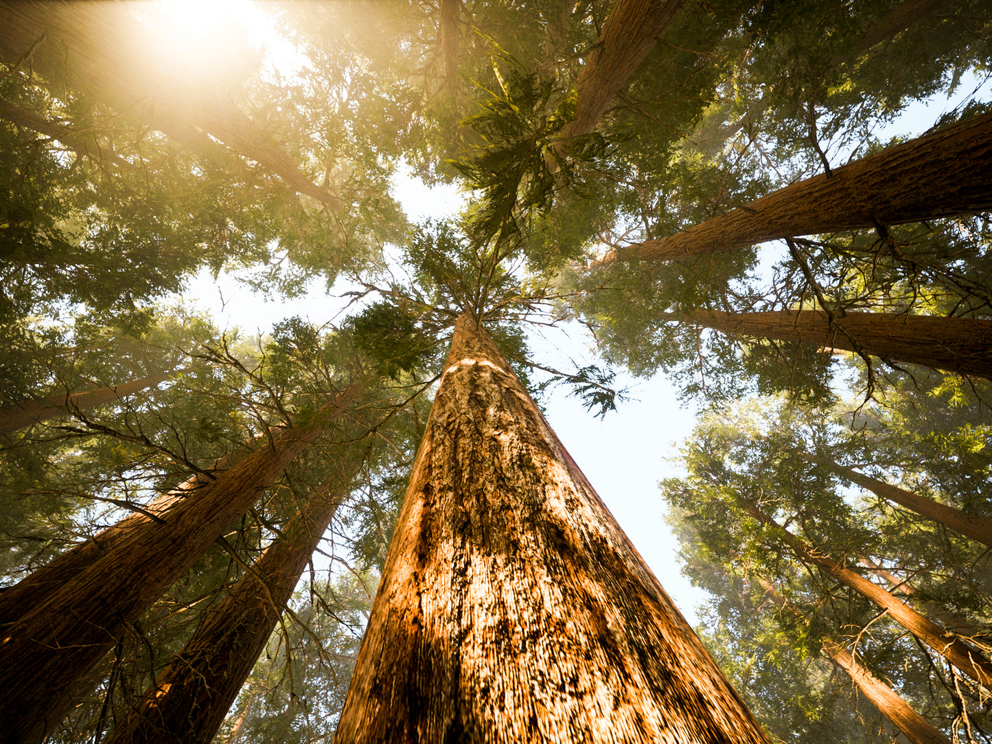 Looking up into the sun through the tall trees of a forest